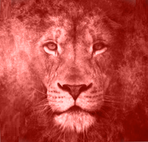 Media Lions Home Page